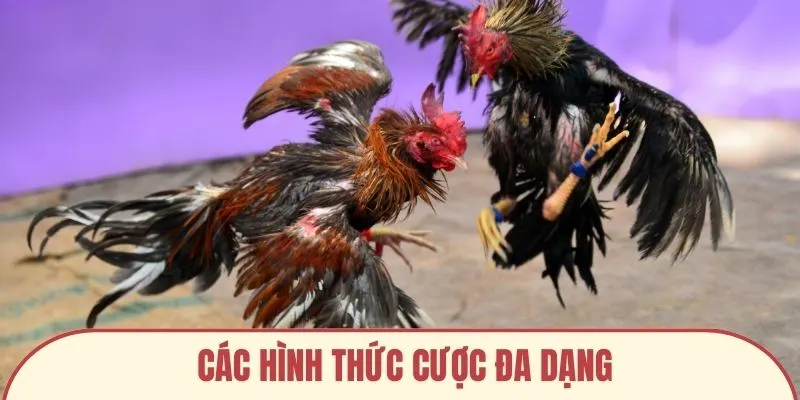Các hình thức cược đa dạng