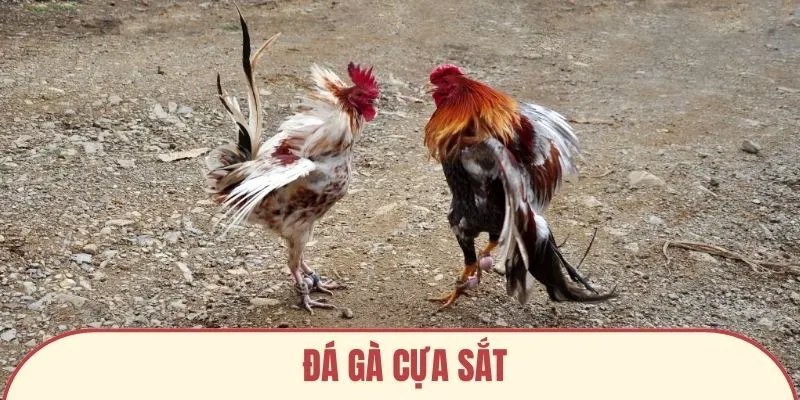 ảnh đại diện đá gà cựa sắt