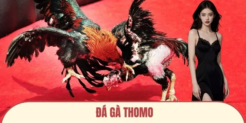 ảnh đại diện đá gà thomo