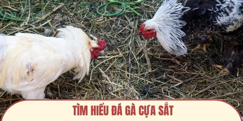 Tìm hiểu đá gà cựa sắt